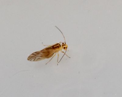 Höstövslända, Lachesilla pedicularia. Jpeg