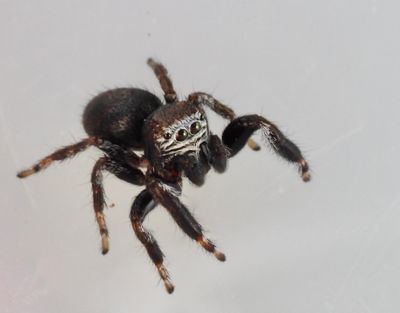 Jumping Spiders in Sweden, Hoppspindlar (Salticidae)
