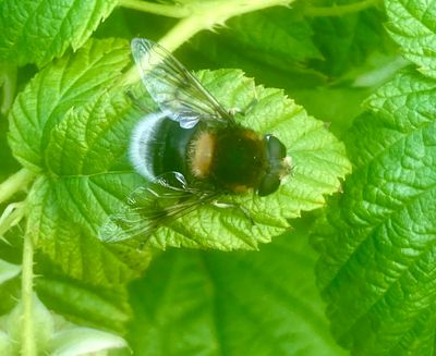 Humleblomflugor, Volucella