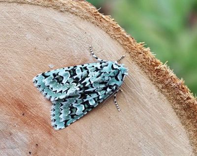Dichonia aprilina, Grönt ekfly
