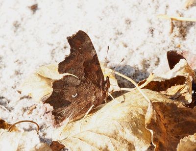 Swedish Vanessid Butterflies, Vinterpraktfjärilar