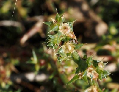 Mållväxter, Amaranthaceae