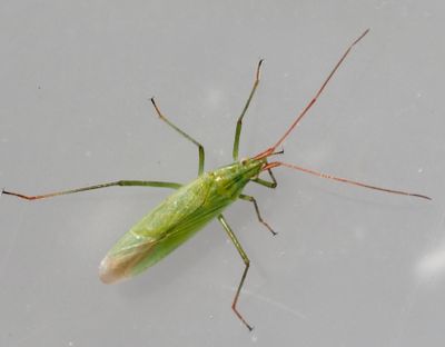 PLANT BUGS, ÄNGSKINNBAGGAR, (Miridae)