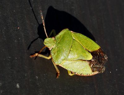 SHIELDBUGS, BÄRFISAR (Pentatomidae)