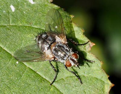 Tachinids of Sweden, Parasitflugor