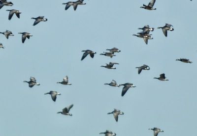 Barnacle Goose, Vitkindade gås, Branta leucopsis