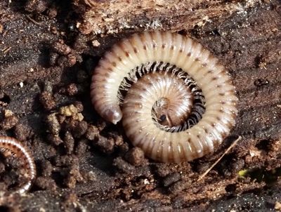 MYRIAPODS, MÅNGFOTINGAR
