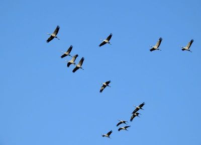European Crane, Trana, Grus grus