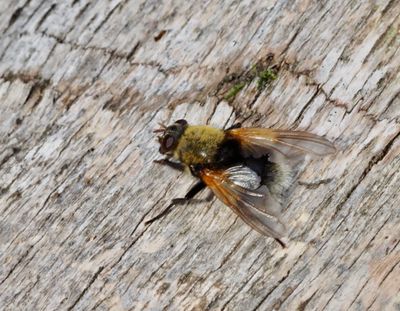 House Flies, Husflugor, Muscidae