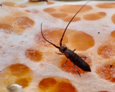 SPRINGTAILS, HOPPSTJÄRTAR, (Collembola)