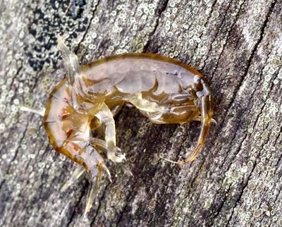 CRUSTACEANS, KRÄFTDJUR