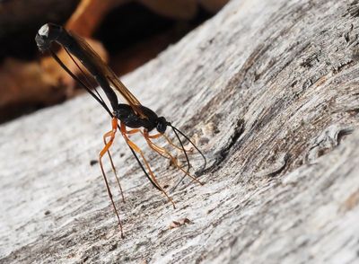 PARASITICA, Parasitsteklar, Parasitical wasps and ichneumon flies