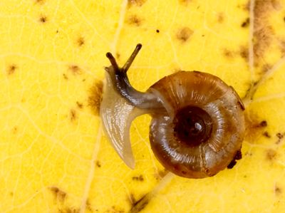 MOLLUSCS, BLÖTDJUR (Molluscidae)