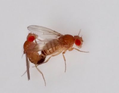 TRUE FLIES (DIPTERA)