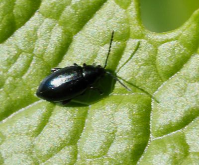Alticinae, Flea beetles, Jordloppor