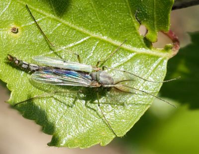 Chironomidae, Fjädermyggor