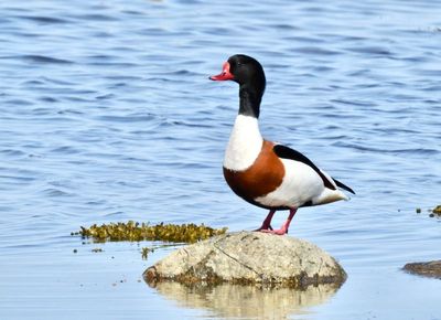 Shellduck, Gravand, Tadorna tadorna