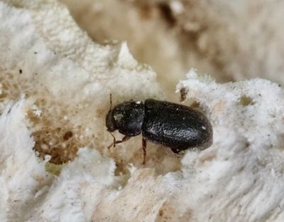 Darkling Beetles, Svartbaggar (Tenebrionidae)
