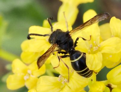 WASPS,GETINGAR (Vespidae)