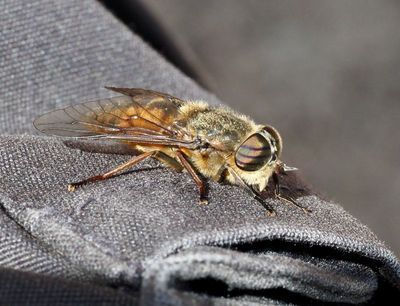 Horseflies, Bromsar (Tabanidae)