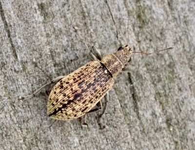 Entimininae, includes many genuses like Otiorhynchus, Polydrusus and Sitona