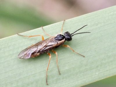 SAWFLIES, BLADSTEKLAR (Tenthredinidae)