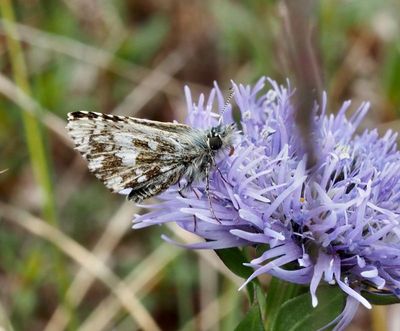 Skippers in Sweden, tjockhuvudfjärilar, Hesperiidae
