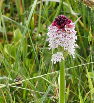 Krutbrännare, Burnt Orchid, Orchis ustulata
