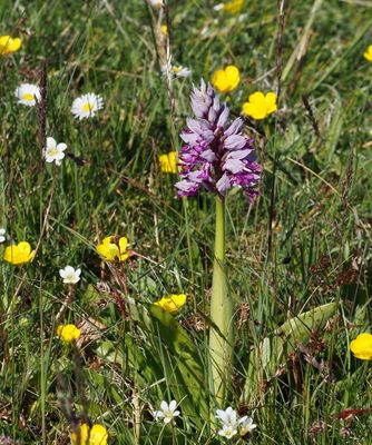 Military Orchid, Johannesnycklar, Orchis military's