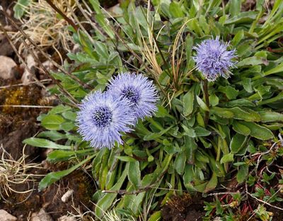 DICOTYLEDONS, Tvåhjärtbladigaväxter