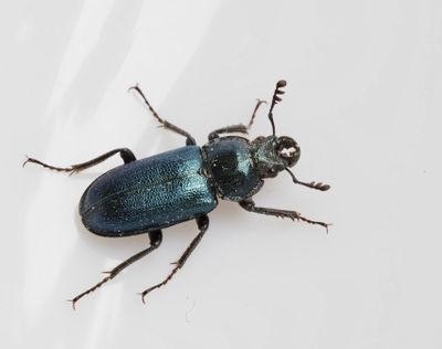 Stag Beetles, Ekoxar, (Lucanidae)