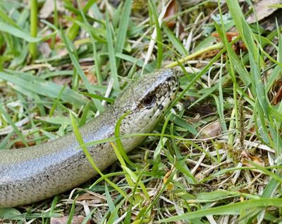 AMPHIBIANS and REPTILES , SVENSKA GROD-och KRÄLDJUR