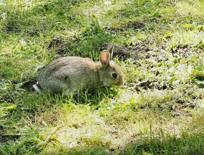 MAMMALS, SVENSKA DÄGGDJUR