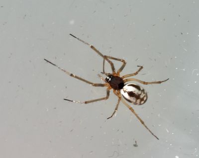 Money Spiders, Täckvävarspindlar, Linyphiidae