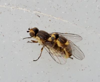 Fritflugor, Chloropidae