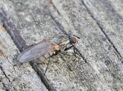 Blomsterflugor, Anthomyiidae
