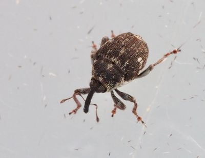 Ceutorhynchinae