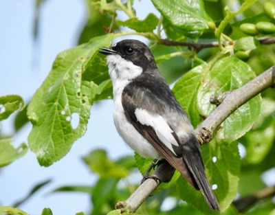 Leaf-warblers to Flycatchers