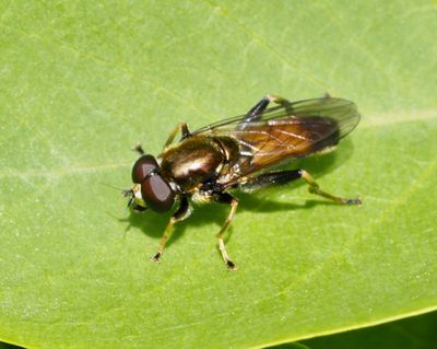 Vedblomflugor, Xylota