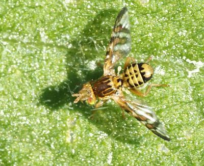 Borrflugor, Tephritidae
