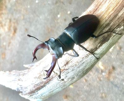 Stag Beetles, Ekoxar, (Lucanidae)