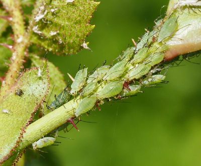 APHIDS, BLADLÖSS, Aphidoidea
