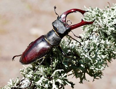 Stag Beetles, Ekoxar, (Lucanidae)