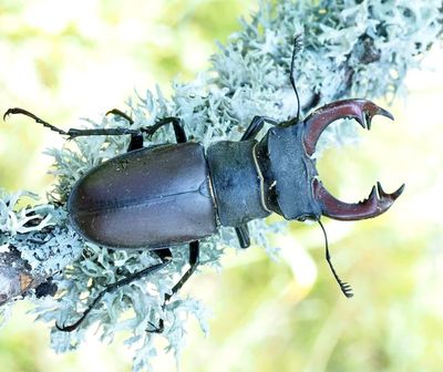 Stag Beetles, Ekoxar, (Lucanidae)