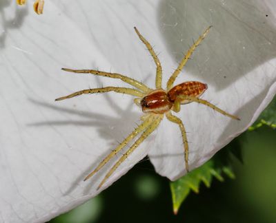 Nursery web spiders, Presentspindlar, Pisauridae