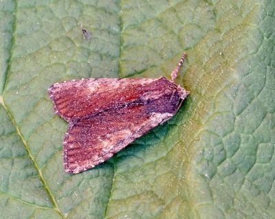 Apamea genus, ngsflyn