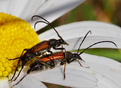 Leptura genus, blombockar