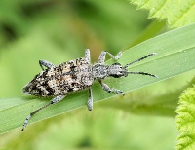 Rhagium genus, trdlpare