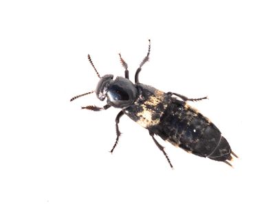 Rove Beetles, Kortvingar (Staphylinidae)