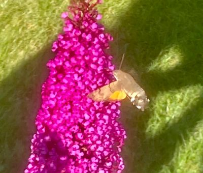  Hawk-moths in Sweden, svrmare, (Sphingidae) 